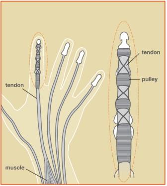 Tendon Injury Treatment Raleigh Hand Center | Raleigh Hand to Shoulder