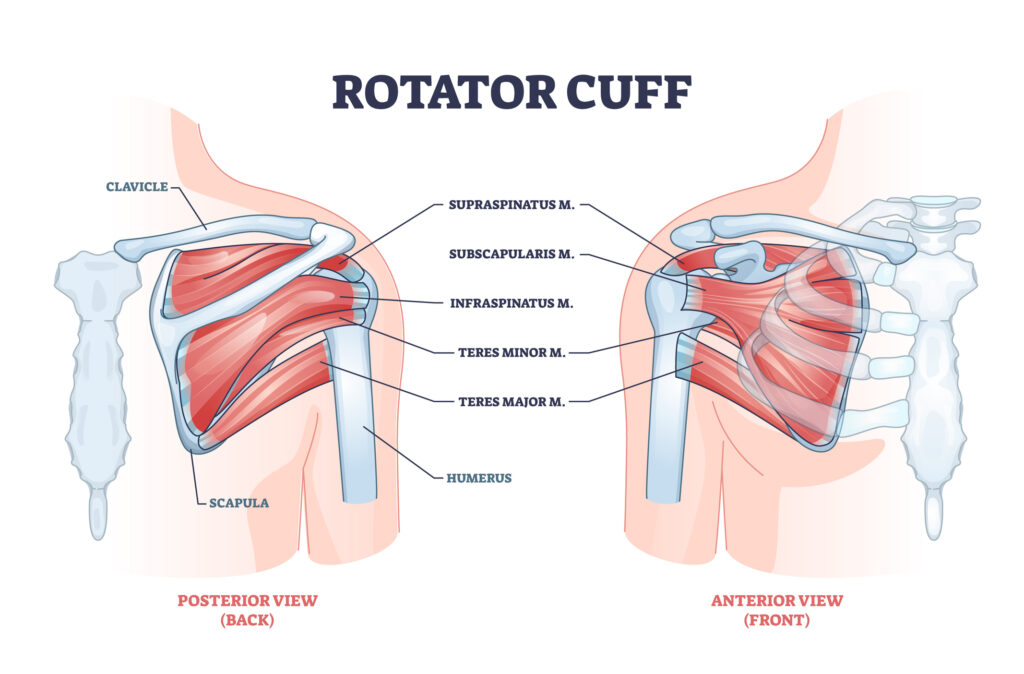 rotator cuff muscles